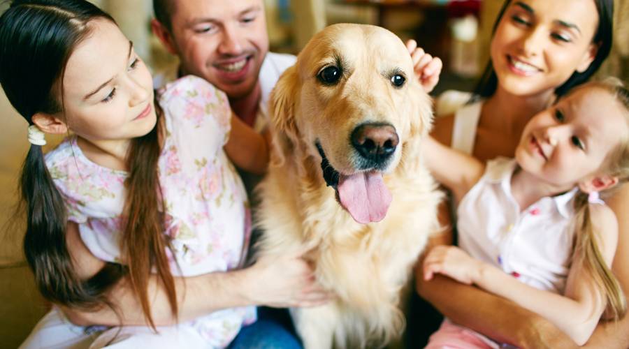Invéntate el hogar ideal para tus mascotas
